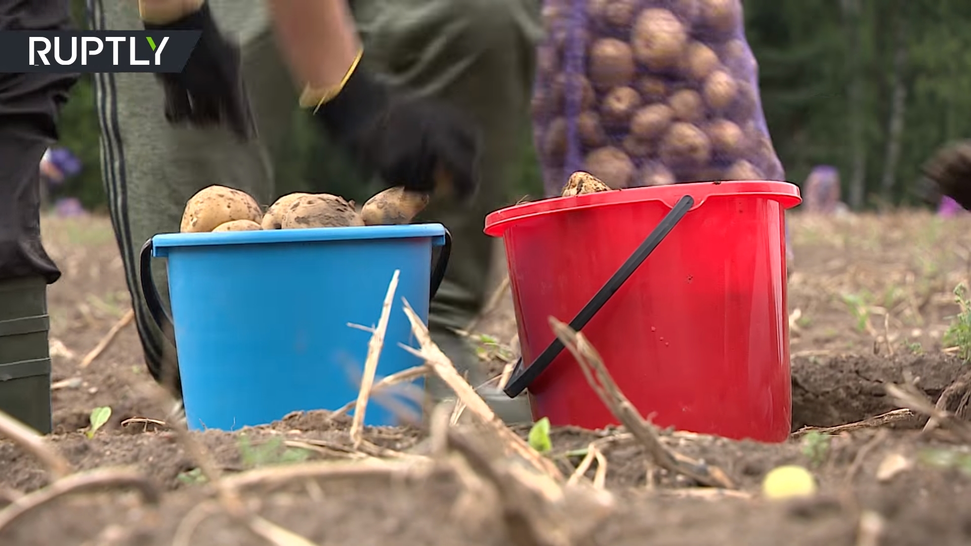 НАДВОР ОД ПОЛИТИКАТА: Александар Лукашенко со својот син сади компири на нива