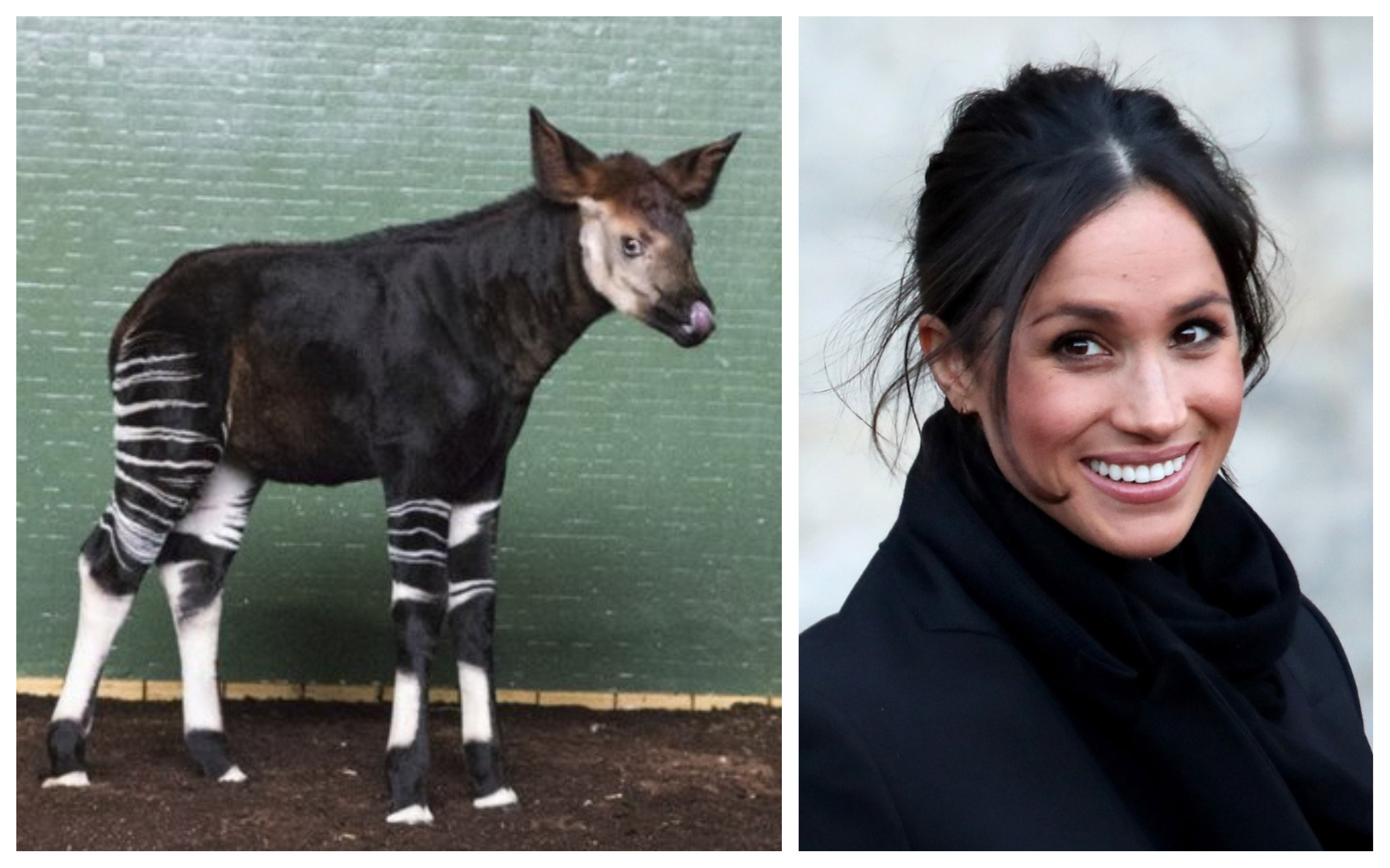 Окапи во зоолошката во Лондон доби име по Меган Маркл