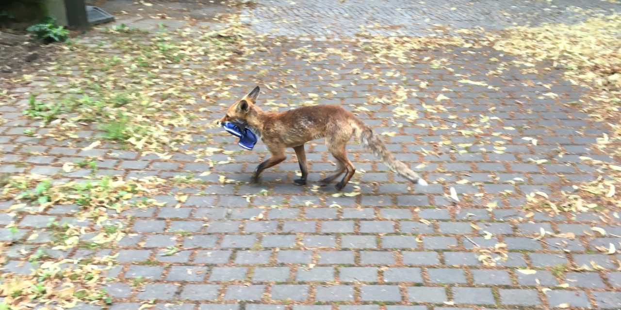 (Фото) Лисица украла над 100 обувки во берлинска населба
