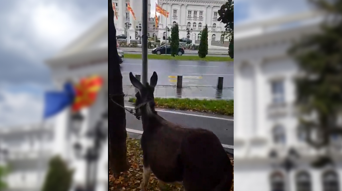 (Видео) Магаре врзано пред Влада го бара грантот од 83.000 евра
