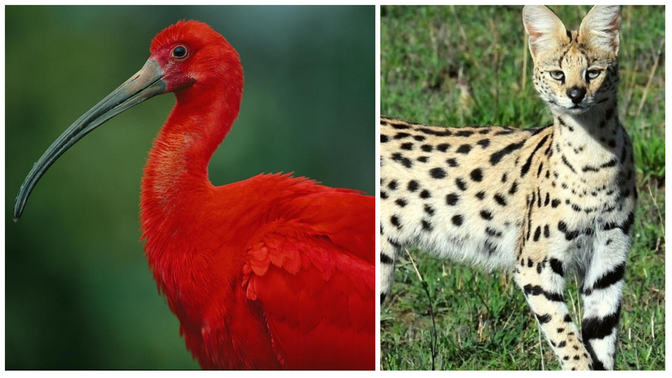 Скарлет Ибиси и сервали ќе пристигнат во скопската Зоолошка