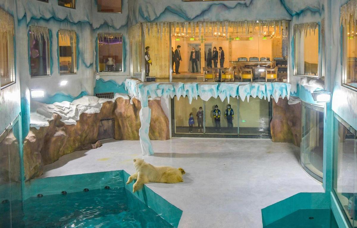 (Видео) Во Кина отворен првиот хотел со поларни мечки во светот