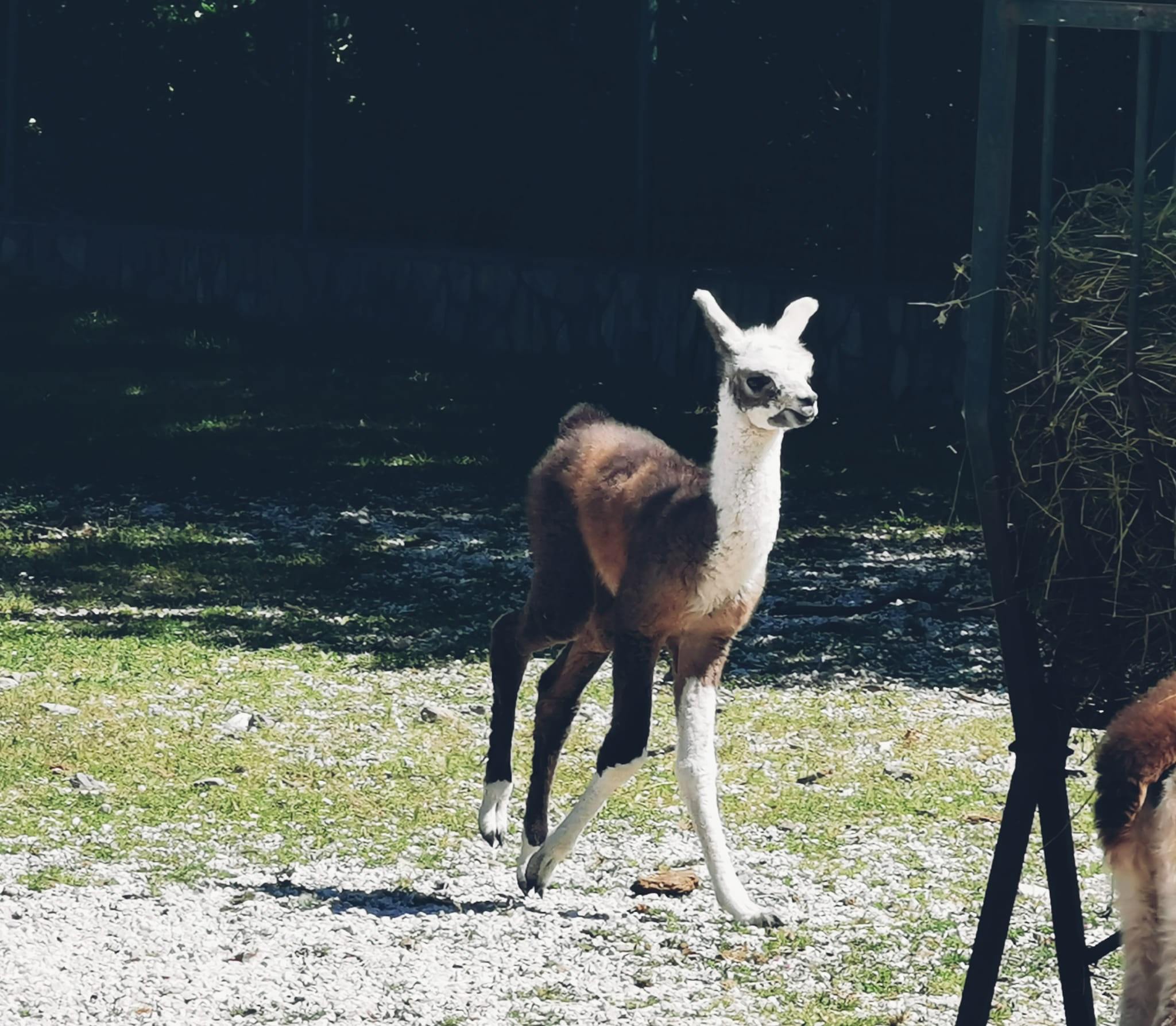 Се роди и трето бебе лама во скопската зоолошка