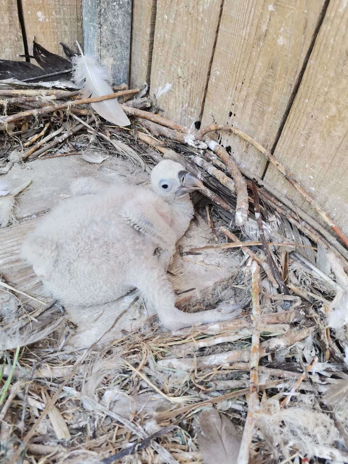 Се роди бебе од загрозениот вид белоглав мршојадец во скопската зоолошка