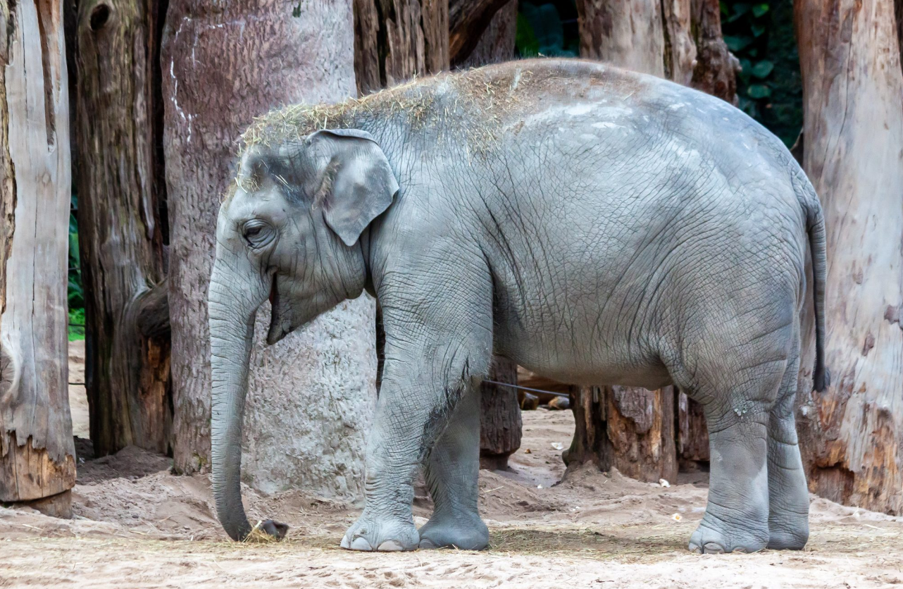 Трет слон умре од херпес вирус во зоолошката во Цирих