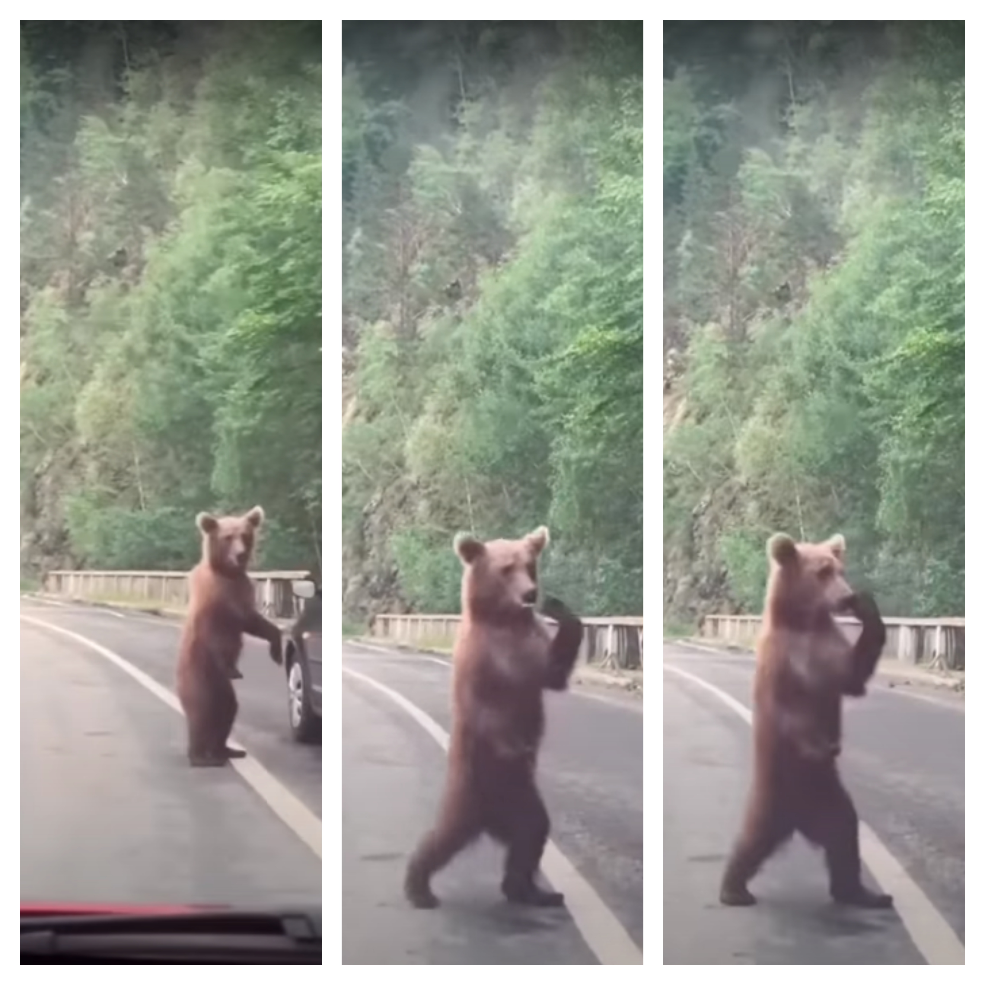 (Видео) Мечка го запре сообраќајот на пат во Црна Гора