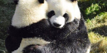 Две панди ќе бидат вратени во Кина заради негрижа на одговорните во Зоолошка во САД