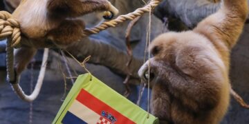 Мајмун предвидува победа на Хрватска против Аргентина во полуфиналето на Светско