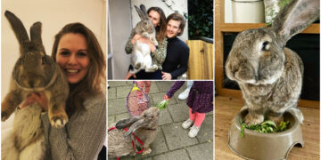 Холанѓанка од момчето за подарок добила зајак кој тежи 10 килограми, поради неговата големина стана хит во Амстердам