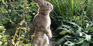 Холанѓанка од момчето за подарок добила зајак кој тежи 10 килограми, поради неговата големина стана хит во Амстердам