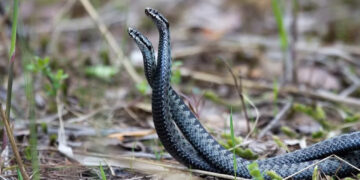 Женките змии доживуваат оргазам за време на сексот