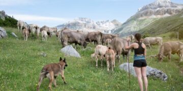 (Видео) Мара и Милун од Црна Гора градот го заменија со село: молзат крави, чуваат овци и сакаат планина повеќе од море