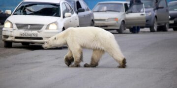 Поларна мечка нападнала луѓе на Аљаска