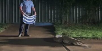 (Видео) Крокодил слободно шета во град во Австралија