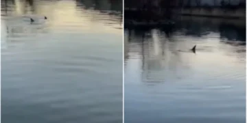 (Видео) По пет години делфини повторно пливаа во реката Бронкс во Њујорк