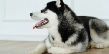 (Видео) Кучиња го имитираат газдата што си го повреди прстот, видеото насмеа над 13 милиони луѓе