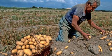 На францускиот остров Ноармутие се продаваат најскапите компири во светот