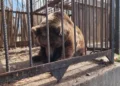 (Видео) Мечка нападна чувар во зоолошка во Узбекистан
