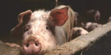 Свиња усмрти месар, кој се обидел да ја заколе