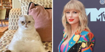 Мачката на Тејлор Свифт чини 91,5 милиони евра, трета е на листата најбогати миленици