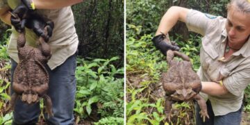 Џиновска жаба од Австралија влезе во Гинисовата книга на рекордите, научниците ја измерија, па ја убија