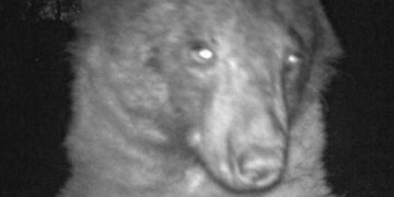 Мечка во Америка направила 400 селфија пред камера поставена во природен резерват