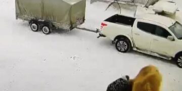 (Видео) Пијан чувар настрада откако нападна камила во Русија