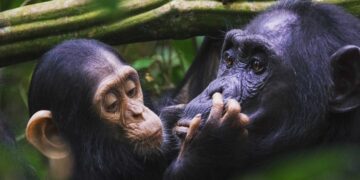 Луѓето што користат знаковен јазик може да ги разберат гестикулациите на шимпанзата, тврдат научници