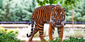 (Видео) Тигар му избегал на газдата и слободно се шетал во близина на град во Јужна Африка