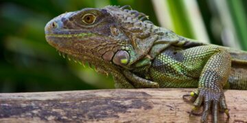 Игуани паѓаат од дрвјата поради ниските температури на Флорида