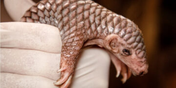 Во Зоолошката градина во Прага се роди загрозен вид кинески панголин