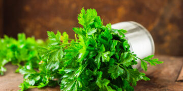 Магдоносот е прогласен за најотровна билка за 2023 година