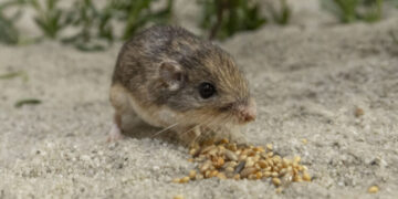 Најстариот глушец во светот според Гинис има 9 години и живее во зоолошката градина во Сан Диего