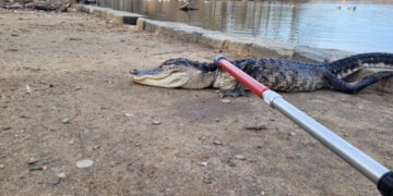 Алигатор долг 4 метри фатен во парк во Њујорк