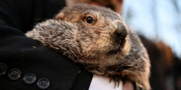 Дабарот Фил од Пенсилванија десетта година по ред предвиде уште колку долго ќе трае зимата