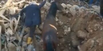 (Видео) Спасен е коњ по поминати три недели под урнатините во Турција