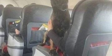 Кучињата трагачи кои помагаа во спасување во земјотресот во Турција, дома се враќаат со лет во прва класа