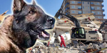 (Видео) Почина кучето кое ги бараше и спасуваше затрупаните во земјотресот во Турција