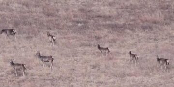 (Видео) Бројот на црвени елени во внатрешна Монголија достигна над 10.000