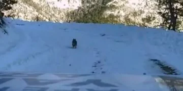 (Видео) Куче им го покажа патот на спасувачите да стигнат до завеано село во Турција