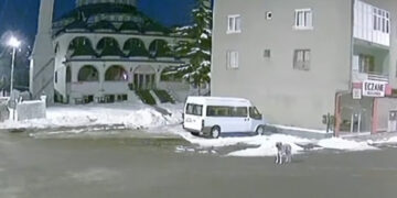 (Видео) Снимено куче што завива пред земјотресот и ги предупредува луѓето за претстојната катастрофа во Турција