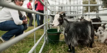 (Видео) Директор на зоолошка заклал кози, па ги зготвил и послужил на забава за Божиќ