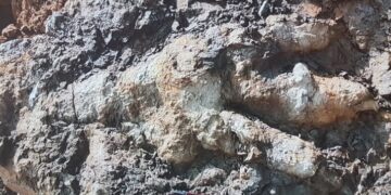 Стапалка од диносаурус долга еден метар пронајдена во Британија