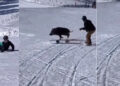 (Видео) Дива свиња нападна сноубордери