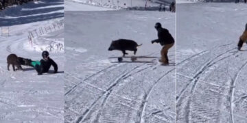 (Видео) Дива свиња нападна сноубордери