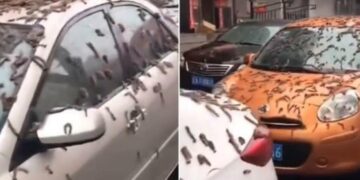 (Видео) Дожд од црви заврна во Кина