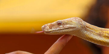 Отворено кафуле во кое посетителите може да галат гуштери и змии