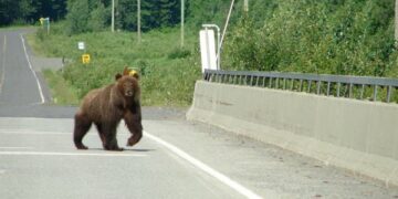 Возило усмрти мечка која се движела на автопатот Тетово-Скопје