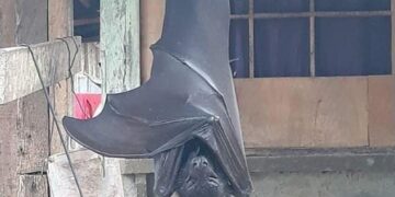 Фотографија од џиновски лилјак како виси пред куќа на Филипините собра над 260.000 кликови на Твитер