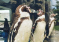 (Видео) Првпат се родија четири бебиња пингвини во скопската зоолошка
